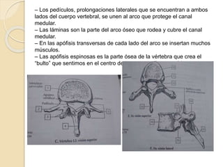 – Los pedículos, prolongaciones laterales que se encuentran a ambos
lados del cuerpo vertebral, se unen al arco que protege el canal
medular.
– Las láminas son la parte del arco óseo que rodea y cubre el canal
medular.
– En las apófisis transversas de cada lado del arco se insertan muchos
músculos.
– Las apófisis espinosas es la parte ósea de la vértebra que crea el
“bulto” que sentimos en el centro de nuestro cuello y espalda.
 