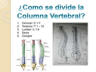 1. Cervical / C 1-7
2. Torácica / T 1 – 12
3. Lumbar / L 1-5
4. Sacra
5. Coxígea
 