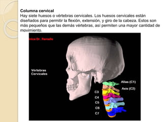 Columna cervical
Hay siete huesos o vértebras cervicales. Los huesos cervicales están
diseñados para permitir la flexión, extensión, y giro de la cabeza. Estos son
más pequeños que las demás vértebras, así permiten una mayor cantidad de
movimiento.
 
