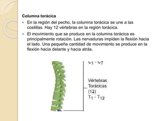 Columna torácica
 En la región del pecho, la columna torácica se une a las
costillas. Hay 12 vértebras en la región torácica.
 El movimiento que se produce en la columna torácica es
principalmente rotación. Las nervaduras impiden la flexión hacia
el lado. Una pequeña cantidad de movimiento se produce en la
flexión hacia delante y hacia atrás.
 
