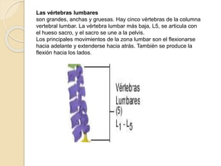 Las vértebras lumbares
son grandes, anchas y gruesas. Hay cinco vértebras de la columna
vertebral lumbar. La vértebra lumbar más baja, L5, se articula con
el hueso sacro, y el sacro se une a la pelvis.
Los principales movimientos de la zona lumbar son el flexionarse
hacia adelante y extenderse hacia atrás. También se produce la
flexión hacia los lados.
 