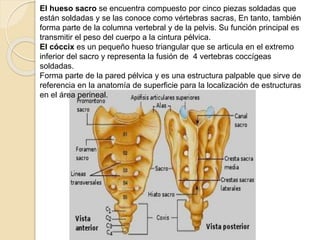 El hueso sacro se encuentra compuesto por cinco piezas soldadas que
están soldadas y se las conoce como vértebras sacras, En tanto, también
forma parte de la columna vertebral y de la pelvis. Su función principal es
transmitir el peso del cuerpo a la cintura pélvica.
El cóccix es un pequeño hueso triangular que se articula en el extremo
inferior del sacro y representa la fusión de 4 vertebras coccígeas
soldadas.
Forma parte de la pared pélvica y es una estructura palpable que sirve de
referencia en la anatomía de superficie para la localización de estructuras
en el área perineal.
 