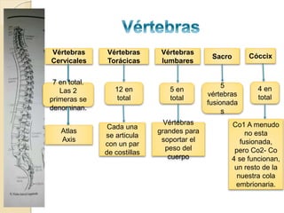 Vértebras
Cervicales
7 en total.
Las 2
primeras se
denominan.
Atlas
Axis
Vértebras
Torácicas
12 en
total
Cada una
se articula
con un par
de costillas
Vértebras
lumbares
5 en
total
Vértebras
grandes para
soportar el
peso del
cuerpo
Sacro
5
vértebras
fusionada
s
Cóccix
4 en
total
Co1 A menudo
no esta
fusionada,
pero Co2- Co
4 se funcionan,
un resto de la
nuestra cola
embrionaria.
 