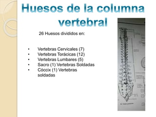 26 Huesos divididos en:
• Vertebras Cervicales (7)
• Vertebras Torácicas (12)
• Vertebras Lumbares (5)
• Sacro (1) Vertebras Soldadas
• Cóccix (1) Vertebras
soldadas
 