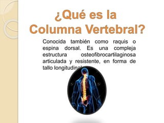 Conocida también como raquis o
espina dorsal. Es una compleja
estructura osteofibrocartilaginosa
articulada y resistente, en forma de
tallo longitudinal.
 