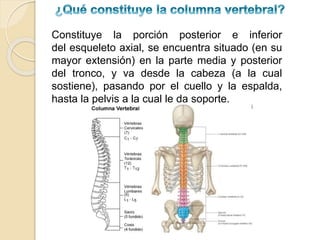 Constituye la porción posterior e inferior
del esqueleto axial, se encuentra situado (en su
mayor extensión) en la parte media y posterior
del tronco, y va desde la cabeza (a la cual
sostiene), pasando por el cuello y la espalda,
hasta la pelvis a la cual le da soporte.
 