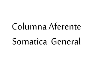 Columna Aferente
Somatica General
 