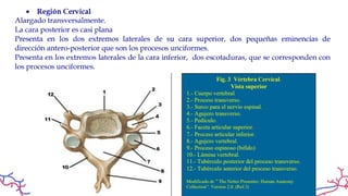 columna anatomia rx de columna total .pdf