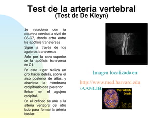 Test de la arteria vertebral
(Test de De Kleyn)
Se relaciona con la
columna cervical a nivel de
C6-C7, donde entra entre
las apófisis transversas
Sigue a través de los
agujeros transversos
Sale por la cara superior
de la apófisis transversa
de C1.
En este lugar realiza un
giro hacia detrás, sobre el
arco posterior del atlas, y
atraviesa la membrana
occipitoatloidea posterior
Entrar en el agujero
occipital.
En el cráneo se une a la
arteria vertebral del otro
lado para formar la arteria
basilar.
Imagen localizada en:
http://www.med.harvard.edu
/AANLIB/
 