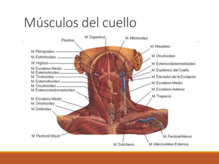 Músculos del cuello
 