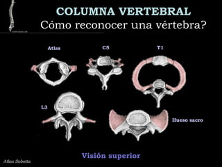 COLUMNA VERTEBRAL
Cómo reconocer una vértebra?Cómo reconocer una vértebra?
Atlas Sobotta
Atlas C5 T1
L3
Hueso sacro
Visión superior
 