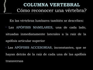COLUMNA VERTEBRAL
Cómo reconocer una vértebra?Cómo reconocer una vértebra?
En las vértebras lumbares también se describen:
• Las APÓFISIS MAMILARES, una de cada lado,
situadas inmediatamente laterales a la raíz de la
apófisis articular superior
• Las APÓFISIS ACCESORIAS, inconstantes, que se
hayan detrás de la raíz de cada una de las apófisis
transversas
 