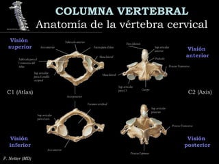 COLUMNA VERTEBRAL
Anatomía de la vértebra cervicalAnatomía de la vértebra cervical
F. Netter (MD)
Visión
inferior
Visión
posterior
Visión
anterior
Visión
superior
C1 (Atlas)C1 (Atlas) C2 (Axis)C2 (Axis)
Tubérculo anterior
Arco anterior Faceta para el dens
Masa lateral
Tubérculo para el
l. transverso del
Atlas
Sup. articular
para el cóndilo
occipital
Arco anterior
Sup. articular
para el axis
Foramen vertebral
Arco posterior
Sup. articular
anterior
Dens (diente)
Pedículo
Masa lateral
Proceso Transverso
Cuerpo
Sup. articular
para C3
Sup. articular
posterior
Proceso Transverso
Proceso Espinoso
 