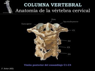 COLUMNA VERTEBRAL
Anatomía de la vértebra cervicalAnatomía de la vértebra cervical
F. Netter (MD)
Visión posterior del ensamblaje C1-C4
Diente
C2C2
C3C3
C4C4
C1C1
Sup. articular posterior
Faceta superior
 
