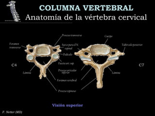 COLUMNA VERTEBRAL
Anatomía de la vértebra cervicalAnatomía de la vértebra cervical
F. Netter (MD)
Visión superior
C4C4 C7C7
Cuerpo
Tubérculo posterior
Proceso transverso
Surco para el N.
espinal
Foramen
transverso
Lámina
Proceso espinoso
Forámen vertebral
Proceso articular
inferior
Pedículo
Faceta art. sup.
Lámina
 
