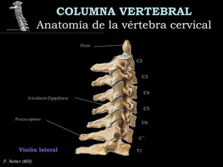 COLUMNA VERTEBRAL
Anatomía de la vértebra cervicalAnatomía de la vértebra cervical
F. Netter (MD)
Visión lateral
C2C2
C3C3
C4C4
C5C5
C6C6
C7C7
T1T1
C7
Proceso espinoso
Diente
Articulación Zigapofiiaria
 