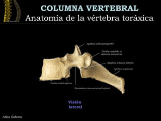 COLUMNA VERTEBRAL
Anatomía de la vértebra toráxicaAnatomía de la vértebra toráxica
Visión
lateral
Atlas Sobotta
Escotadura intervertebral inferior
Apófisis espinosa
Carilla costal de la
Apósisis transversa
Apófisis articular inferior
Apófisis articularsuperior
Fosita costal inferior
 