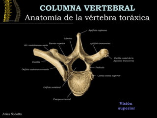 COLUMNA VERTEBRAL
Anatomía de la vértebra toráxicaAnatomía de la vértebra toráxica
Visión
superior
Atlas Sobotta
Apófisis espinosa
Carilla costal de la
Apósisis transversa
Apófisis transversa
Pedículo
Faceta superior
Carilla costal superior
Art. costotransversaria
Orificio costotransversario
Costilla
Lámina
Cuerpo vertebral
Orificio vertebral
 