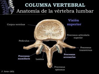 COLUMNA VERTEBRAL
Anatomía de la vértebra lumbarAnatomía de la vértebra lumbar
F. Netter (MD)
Visión
superiorCorpus vertebræ
Processus
transversus
Processus
accesoriusProcessus
mamillaris
Processus
spinosus
Pediculus
Lamina
Processus articularis
superior
 