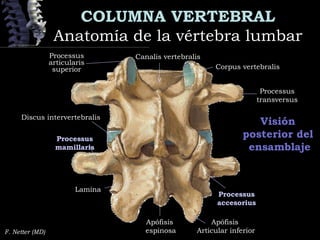 COLUMNA VERTEBRAL
Anatomía de la vértebra lumbarAnatomía de la vértebra lumbar
F. Netter (MD)
Visión
posterior del
ensamblaje
Corpus vertebralis
Processus
transversus
Processus
accesorius
Processus
mamillaris
Apófisis
espinosa
Lamina
Processus
articularis
superior
Canalis vertebralis
Discus intervertebralis
Apófisis
Articular inferior
 