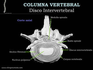 COLUMNA VERTEBRAL
Disco IntervertebralDisco Intervertebral
www.elergonomista.com
Corte axial
Medulla spinalis
Radix spinale
Discus intervertebralis
Corpus vertebralis
Anulus fibrosus
Nucleus pulposus
 