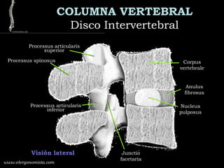 COLUMNA VERTEBRAL
Disco IntervertebralDisco Intervertebral
www.elergonomista.com
Visión lateral
Corpus
vertebrale
Anulus
fibrosus
Nucleus
pulposus
Junctio
facetaria
Processus articularis
inferior
Processus articularis
superior
Processus spinosus
 