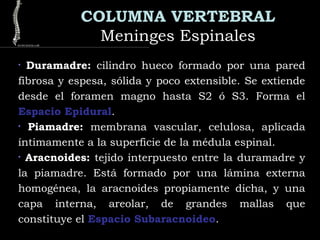 COLUMNA VERTEBRAL
Meninges EspinalesMeninges Espinales
•
Duramadre:Duramadre: cilindro hueco formado por una pared
fibrosa y espesa, sólida y poco extensible. Se extiende
desde el foramen magno hasta S2 ó S3. Forma el
Espacio Epidural.
•
Piamadre:Piamadre: membrana vascular, celulosa, aplicada
íntimamente a la superficie de la médula espinal.
•
Aracnoides:Aracnoides: tejido interpuesto entre la duramadre y
la piamadre. Está formado por una lámina externa
homogénea, la aracnoides propiamente dicha, y una
capa interna, areolar, de grandes mallas que
constituye el Espacio Subaracnoideo.
 