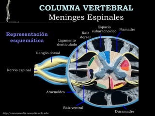 COLUMNA VERTEBRAL
Meninges EspinalesMeninges Espinales
Piamadre
Espacio
subaracnoideo
Raíz
dorsal
Ligamento
denticulado
Ganglio dorsal
Nervio espinal
Aracnoides
Raíz ventral
Duramadrehttp://neuromedia.neurobio.ucla.edu
Representación
esquemática
 