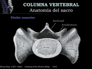 COLUMNA VERTEBRAL
Anatomía del sacroAnatomía del sacro
Henry Gray (1821–1865).  Anatomy of the Human Body.  1918.
Visión superior
Sacral canal
Articular process
 