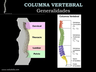 COLUMNA VERTEBRAL
GeneralidadesGeneralidades
www.saludalia.com
 