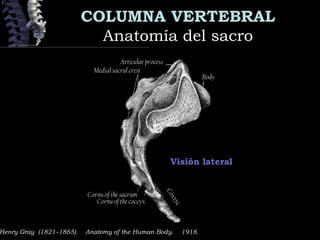 COLUMNA VERTEBRAL
Anatomía del sacroAnatomía del sacro
Henry Gray (1821–1865).  Anatomy of the Human Body.  1918.
Visión lateral
Articular process
Medial sacral crest
Body
Cornu of the sacrum
Cornu of the coccyx
Coxxyc
 