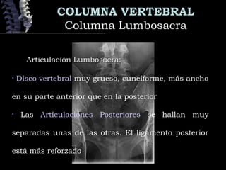 COLUMNA VERTEBRAL
Columna LumbosacraColumna Lumbosacra
Articulación Lumbosacra:Articulación Lumbosacra:
• Disco vertebral muy grueso, cuneiforme, más ancho
en su parte anterior que en la posterior
• Las Articulaciones Posteriores se hallan muy
separadas unas de las otras. El ligamento posterior
está más reforzado
 