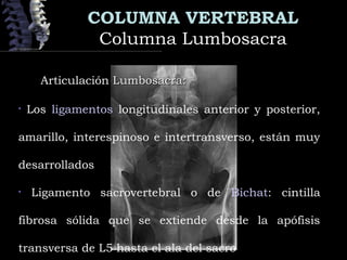 COLUMNA VERTEBRAL
Columna LumbosacraColumna Lumbosacra
Articulación Lumbosacra:Articulación Lumbosacra:
• Los ligamentos longitudinales anterior y posterior,
amarillo, interespinoso e intertransverso, están muy
desarrollados
• Ligamento sacrovertebral o de Bichat: cintilla
fibrosa sólida que se extiende desde la apófisis
transversa de L5 hasta el ala del sacro
 