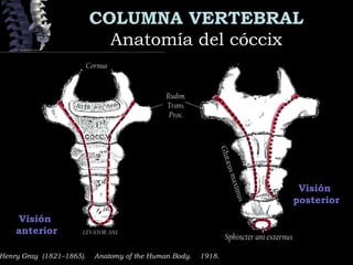 COLUMNA VERTEBRAL
Anatomía del cóccixAnatomía del cóccix
Visión
anterior
Henry Gray (1821–1865).  Anatomy of the Human Body.  1918.
Cornua
LEVATOR ANI
Rudim.
Trans.
Proc.
Glutæusmaximus
Visión
posterior
Sphincter ani externus
 