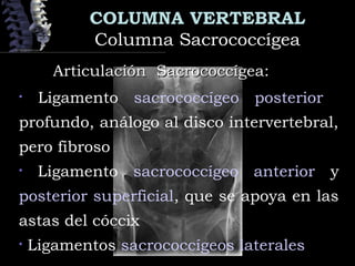 COLUMNA VERTEBRAL
Columna SacrococcígeaColumna Sacrococcígea
Articulación Sacrococcígea:Articulación Sacrococcígea:
• Ligamento sacrococcígeo posterior
profundo, análogo al disco intervertebral,
pero fibroso
• Ligamento sacrococcígeo anterior y
posterior superficial, que se apoya en las
astas del cóccix
• Ligamentos sacrococcígeos laterales
 