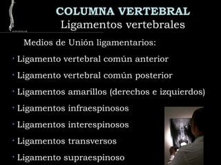 COLUMNA VERTEBRAL
Ligamentos vertebralesLigamentos vertebrales
Medios de Unión ligamentarios:
• Ligamento vertebral común anterior
• Ligamento vertebral común posterior
• Ligamentos amarillos (derechos e izquierdos)
• Ligamentos infraespinosos
• Ligamentos interespinosos
• Ligamentos transversos
• Ligamento supraespinoso
 