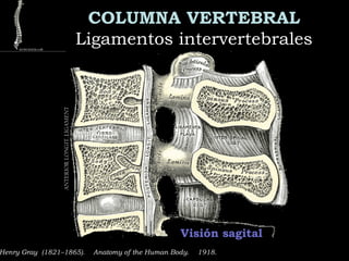 COLUMNA VERTEBRAL
Ligamentos intervertebralesLigamentos intervertebrales
Henry Gray (1821–1865).  Anatomy of the Human Body.  1918.
Visión sagital
ANTERIORLONGIT.LIGAMENT
 
