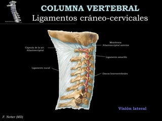 COLUMNA VERTEBRAL
Ligamentos cráneo-cervicalesLigamentos cráneo-cervicales
F. Netter (MD)
Visión lateral
Cápsula de la art.
Atlantooccipital
Membrana
Atlantooccipital anterior
Discos Intervertebrales
Ligamento nucal
Ligamento amarillo
 
