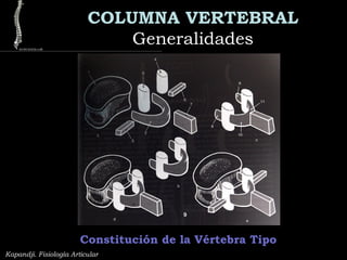 Kapandji. Fisiología Articular
COLUMNA VERTEBRAL
GeneralidadesGeneralidades
Constitución de la Vértebra Tipo
 