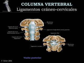 COLUMNA VERTEBRAL
Ligamentos cráneo-cervicalesLigamentos cráneo-cervicales
F. Netter (MD)
Visión posterior
Membrana
Tectorial
Ligamento longitudinal común posterior
Cápsula de la art.
Atlantoaxoidea lateral
Cápsula de la art.
Atlantooccipital
Cápsula de la art.
Zigapofisea
Ligamento Alar
Membrana
Tectorial
Ligamento cruciato
 