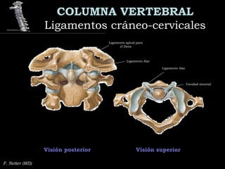 COLUMNA VERTEBRAL
Ligamentos cráneo-cervicalesLigamentos cráneo-cervicales
F. Netter (MD)
Visión superiorVisión posterior
Ligamento Alar
Ligamento Alar
Cavidad sinovial
Ligamento apical para
el Dens
 