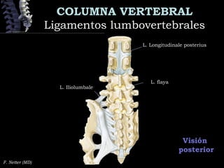 COLUMNA VERTEBRAL
Ligamentos lumbovertebralesLigamentos lumbovertebrales
F. Netter (MD)
Visión
posterior
L. Longitudinale posterius
L. flaya
L. Iliolumbale
 