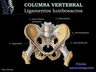COLUMNA VERTEBRAL
Ligamentos lumbosacrosLigamentos lumbosacros
Visión
anterosuperiorAtlas Sobotta
L. IliolumbaleL. sacro-iliaca
anteriora
L. sacroespinale
L. sacrotuberaleL. Inguinale
 
