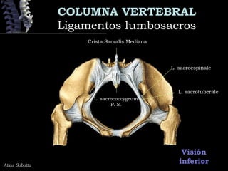 COLUMNA VERTEBRAL
Ligamentos lumbosacrosLigamentos lumbosacros
Visión
inferiorAtlas Sobotta
Crista Sacralis Mediana
L. sacrococcygeum
P. S.
L. sacrotuberale
L. sacroespinale
 