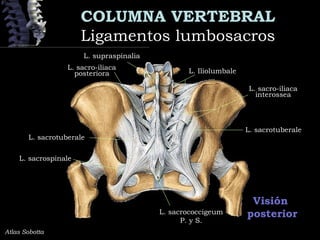 COLUMNA VERTEBRAL
Ligamentos lumbosacrosLigamentos lumbosacros
Visión
posterior
Atlas Sobotta
L. supraspinalia
L. Iliolumbale
L. sacrotuberale
L. sacro-iliaca
posteriora
L. sacro-iliaca
interossea
L. sacrotuberale
L. sacrococcigeum
P. y S.
L. sacrospinale
 
