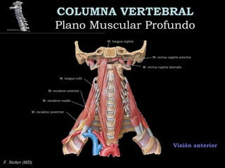 COLUMNA VERTEBRAL
Plano Muscular ProfundoPlano Muscular Profundo
F. Netter (MD)
Visión anterior
M. rectus capitis anterior
M. rectus capitis lateralis
M. longus capitis
M. longus colli
M. escaleno anterior
M. escaleno medio
M. escaleno posterior
 