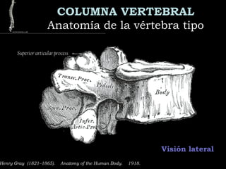 Superior articular process
COLUMNA VERTEBRAL
Anatomía de la vértebra tipoAnatomía de la vértebra tipo
Henry Gray (1821–1865).  Anatomy of the Human Body.  1918.
Visión lateral
 