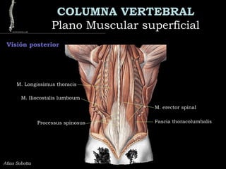 COLUMNA VERTEBRAL
Plano Muscular superficialPlano Muscular superficial
Atlas Sobotta
Visión posterior
M. erector spinal
Fascia thoracolumbalis
M. Iliocostalis lumboum
M. Longissimus thoracis
Processus spinosus
 