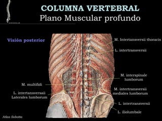 COLUMNA VERTEBRAL
Plano Muscular profundoPlano Muscular profundo
Atlas Sobotta
M. multifidi
Visión posterior
M. intertransversii
mediales lumborum
L. intertransversii
M. Intertansversii thoracis
L. intertansversaii
Laterales lumborum
M. interspinale
lumborum
L. intertransversii
L. iliolumbale
 