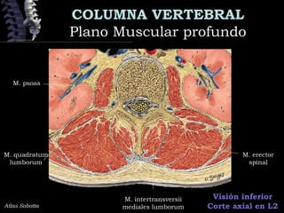 COLUMNA VERTEBRAL
Plano Muscular profundoPlano Muscular profundo
Atlas Sobotta
Visión inferior
Corte axial en L2
M. psoas
M. quadratum
lumborum
M. erector
spinal
M. intertransversii
mediales lumborum
 
